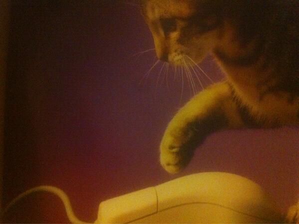 KatDeveaux's tweet photo. When a mouse laughs at a cat the hole is not far away. http://t.co/mZHmXFYnDf