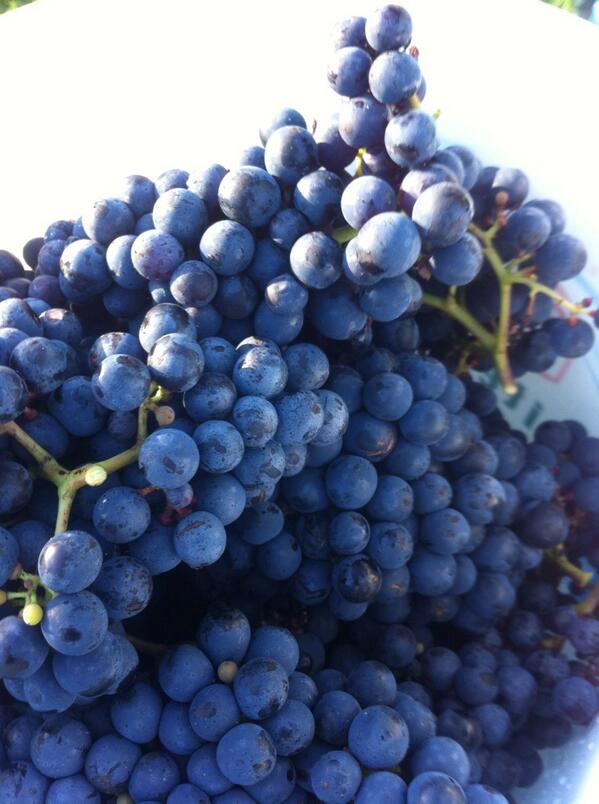 Onze eerste oogsten zijn goed verlopen en volgend jaar juni hebben we onze eerste 1000 flessen wijn binnen