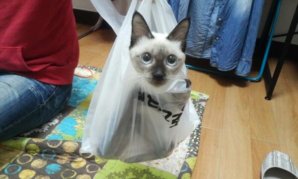 kth0004's tweet image. 보고싶은 내 삐앙이..바빠서 안본지가..ㅠ 빨리 보고싶다.. 또 내 얼굴 옆에서 그르릉 대는 널 보고싶다~