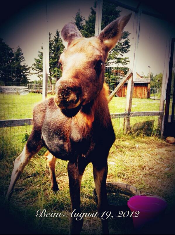 TheRealHALO's tweet photo. Beau - a beautiful creature who deserved better than to be poached from the wildlife sanctuary where he lived. http://t.co/OplovCvD66