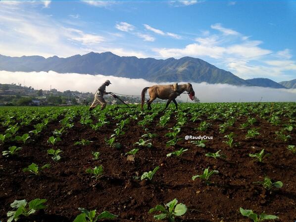 raudycruz's tweet photo. Esta es una foto muy linda que muestra la armonía de la naturaleza y del trabajo agrícola en Constanza. http://t.co/QLByR0ln1d