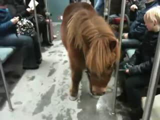 kleinepause's tweet photo. Ein lustiger kleiner Film zum Angucken: Pony travelling S-Bahn - bei kleine Pause http://t.co/F1HiumGhhy http://t.co/6JtAWKHtwM