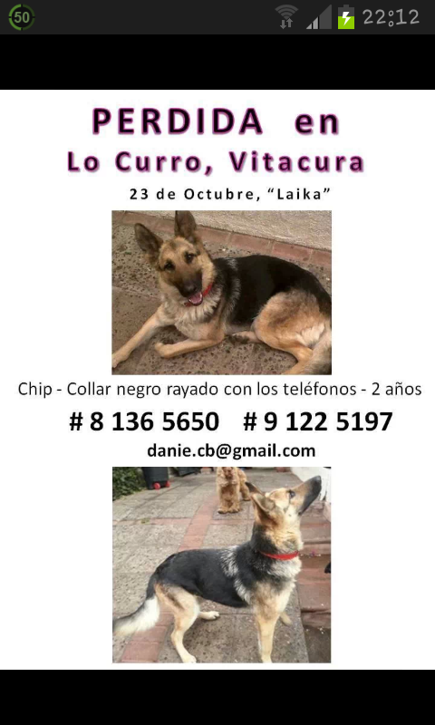 LoLitthaa's tweet photo. Laika aun extraviada. Collar y chip esterilizada. RT porfavor!!!! http://t.co/KMIfHywioZ