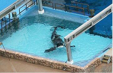 OrcasSave's tweet photo. Animals are meant to be free, not to held in captivity. Stop this cruelty NOW @SeaWorld http://t.co/dU2QdxlSdr