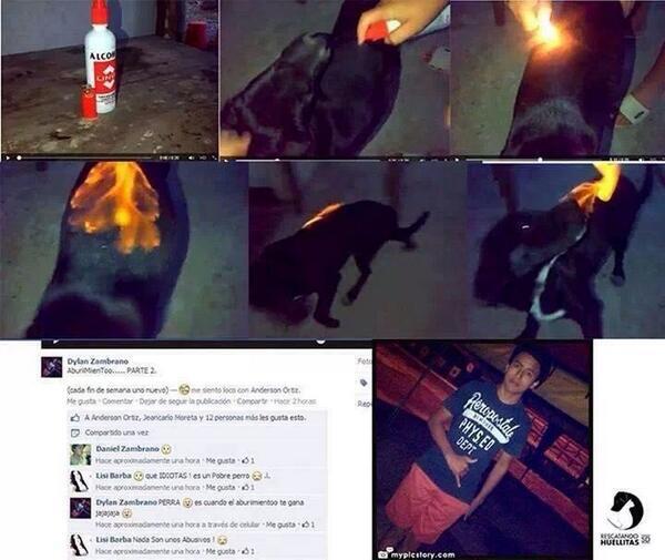 JDTVfrom202's tweet photo. @carocruzosorio Hijo de toda su puta madre, me caga la gente como este pendejo http://t.co/kLOSekpvit #RespetoyAmorPorLosAnimales