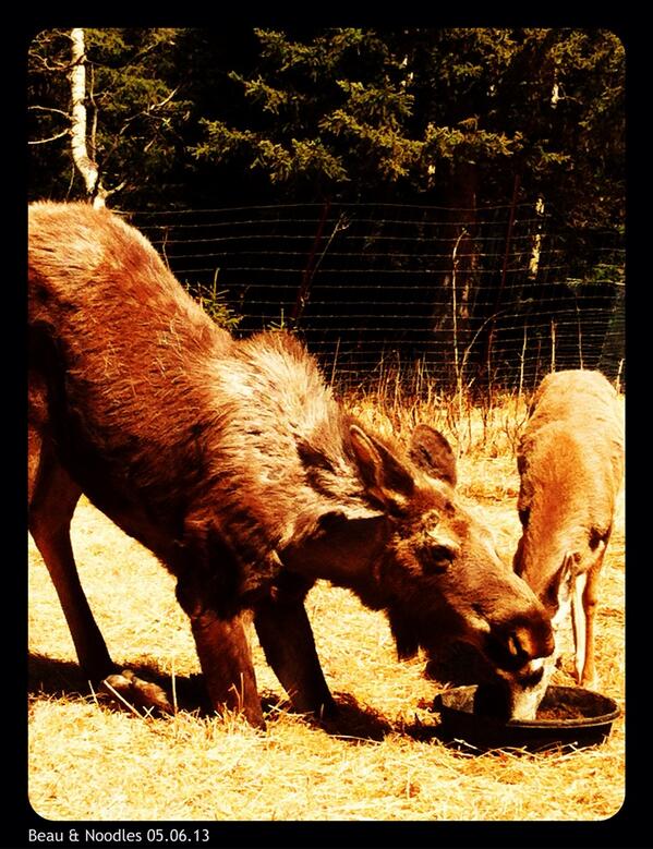 TheRealHALO's tweet photo. Obviously Beau presented a huge hunting challenge for the poacher who killed him. Good work, poacher. http://t.co/wAEKP9lNeE