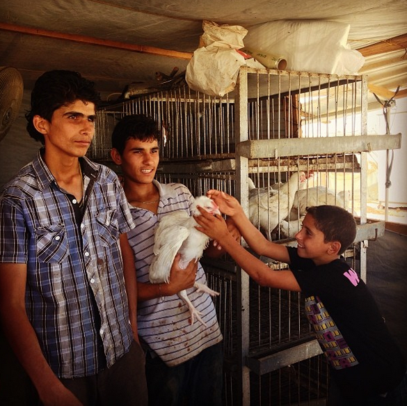 ZaatariCamp's tweet photo. Chickens for sale, cuddle for free. This shop is on the 'Champs-Elysees' #InsideZaatari. Photo by @Aoife_McDonnell http://t.co/K62jEShb0m