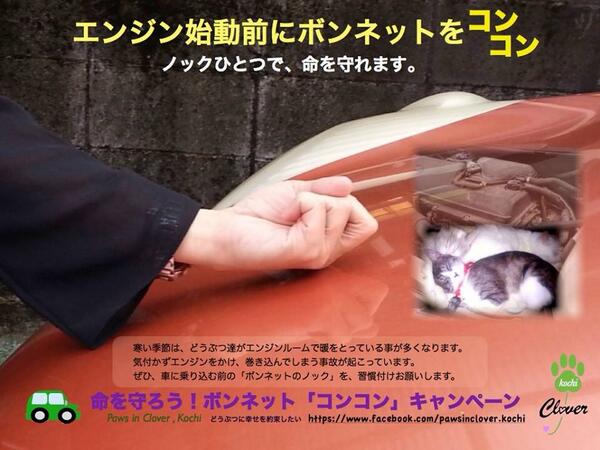 kohusky's tweet photo. 気を付けよう！！！@13catsDady: 朝の暖気運転の前にボンネットをコンコンしてください、
うちの左目失明の恭輔も 3年前の2月に保護した時の大怪我は多分エンジンルームでの巻き込みです。
今年は寒いぞ〜！（≧∇≦） http://t.co/wW8QkTmJD1