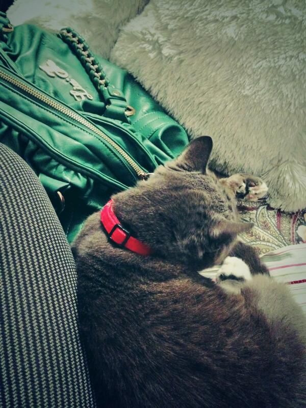Ericatopa's tweet photo. Anche lei ama le borse❤️ http://t.co/rY6DtJIYTA