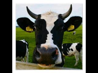 Í°ë Tina R On Twitter Daebak Siluet Couple Di Muka Sapi Hoho Http T Co Wxkloh0aub