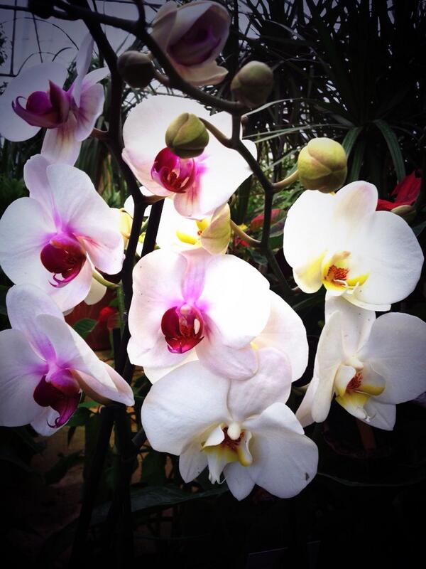 jardinboulevard's tweet image. Get your #Orchids for only 25$ at our #showroom #zalka #Lebanon order on #twitter today pick up ur order tomorrow