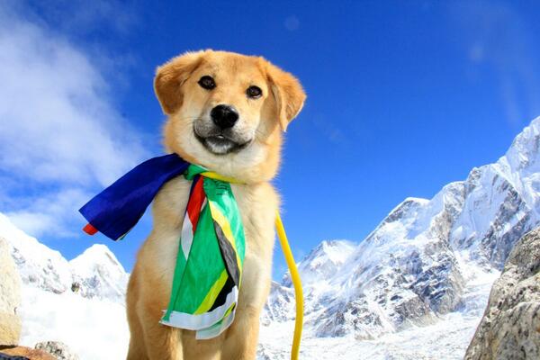 nypost's tweet photo. Meet Rupee. He just made history! He's the first dog to climb Mount Everest: http://t.co/lBE2je5swi http://t.co/9f6smHFCxA