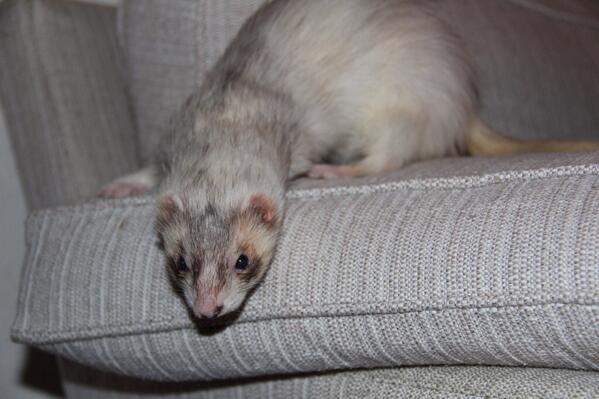 Tamillrar's tweet photo. Imorgon ska Daisy till veterinären. :) http://t.co/8derUXDgwN