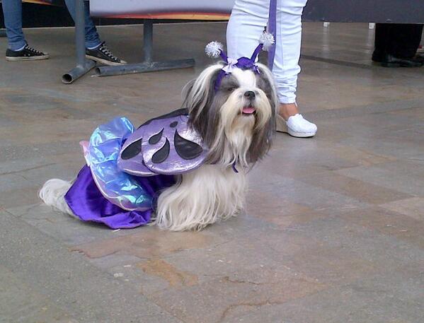 UbicaPet's tweet photo. Ganadora de:"Mascotas vestida de otro animal". Felicidades a la mariposa. http://t.co/aQtFhhvwZ9