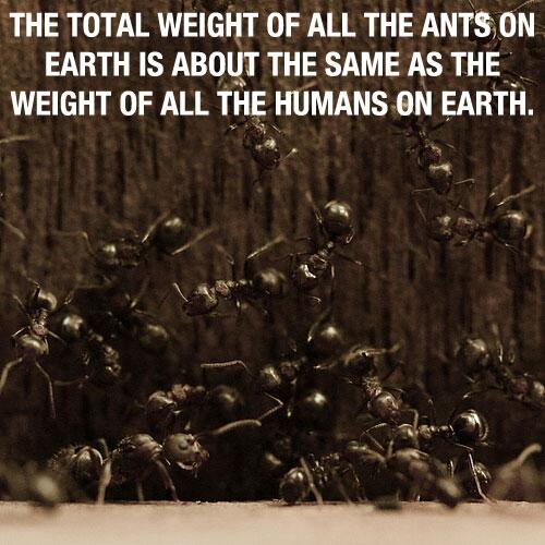 The total weight of all the ants on earth is about the same as the weight of all the humans on earth.