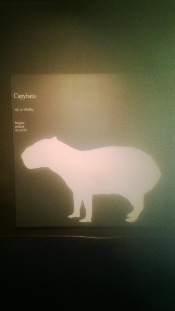 Cap_Panch's tweet photo. @CAP_Coneybear couldn't resist http://t.co/jx1LG5IVzD