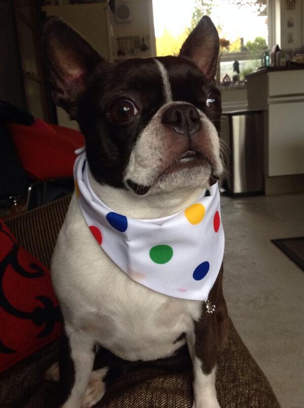 grahamjwpollard's tweet image. @GaryBarlow  Kiki #BostonTerrierModel has beaten u to it. ;-))) she started fundraising on Monday!