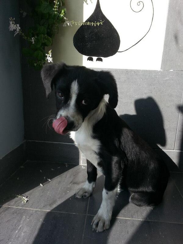 SPAPG's tweet photo. Susi, aprox. 4 meses. Muy buena y muy sumisa, se lleva genial con otros animales. Fue encontrada en la calle. http://t.co/p12srCbPQp