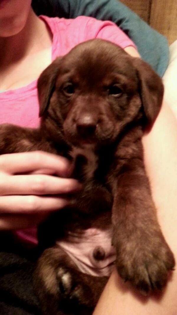 BeyondInlove's tweet image. "@DrnkGrlConfess: Tweet me puppies or pictures of Snickers."