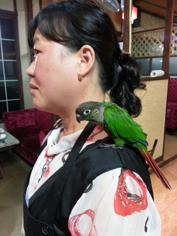 faru111's tweet photo. 입양같아요 RT @kimmiwha: 우리 동네 아줌마가 키우는 예쁜 새.. 새가 아줌마랑 닮은건가.. 아줌마가 새를 닮은걸까.. ㅋㅋ http://t.co/CgDL39Kwz7