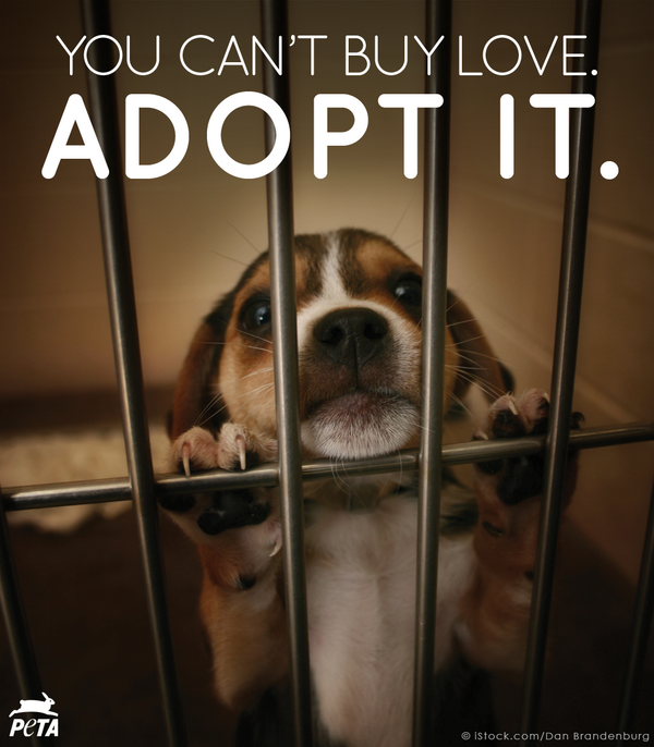 peta tweet picture