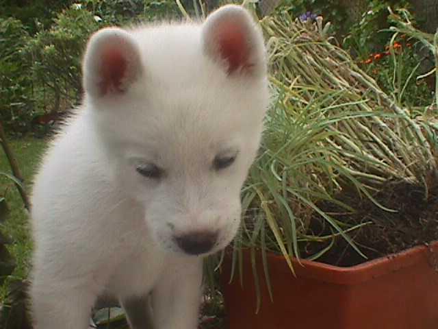 Permalien de l'image intégrée