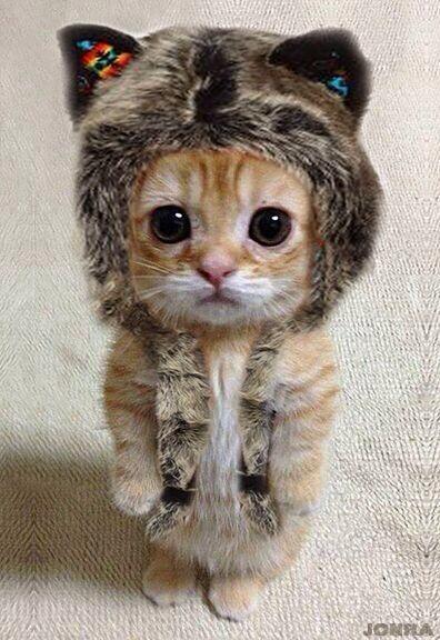 shockcat_bot's tweet photo. イヤーウォーマー #neko #cat #猫 #ねこ #ネコ https://t.co/gBNhEHI4VC