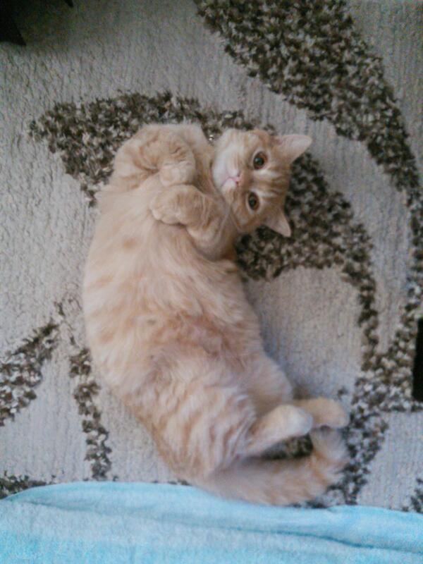 shockcat_bot's tweet photo. くの字ってこうでいいのかな？ #neko #cat #猫 #ねこ #ネコ https://t.co/BL1DvX2QVd