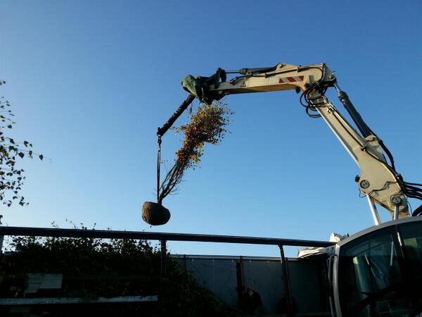 MartvanDijkBV's tweet image. Klaar voor vertrek #Betula #pendula. let them fly. Fly away to a bright new #future! #kluit #solitair #meerstam.