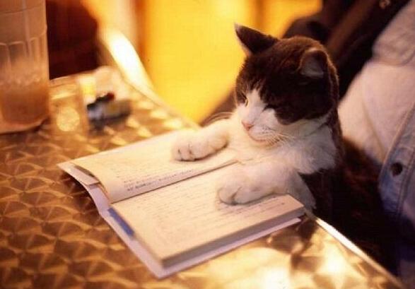 ヌコ「眠くて読書どころやないっちゅーの」