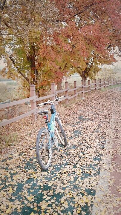 나뭇잎이 아름다워 가는 가을앞에 자전거를 세웠다 가을이 참 빨리간다...