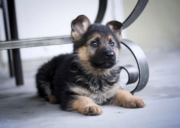 LinnetteSiedler's tweet photo. @aliciaughton little Raleigh baby 💙🐶 http://t.co/GtUyMVkSdS