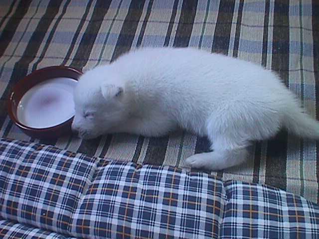 Permalien de l'image intégrée