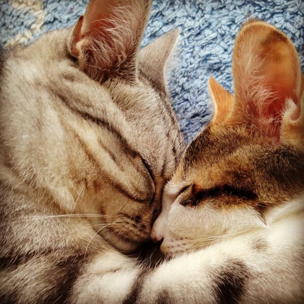 shockcat_bot's tweet photo. 起きた時、デコ真っ赤だな… #neko #cat #猫 #ねこ #ネコ https://t.co/29QUYPETp4