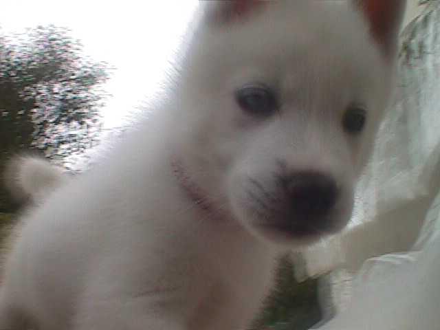 Permalien de l'image intégrée