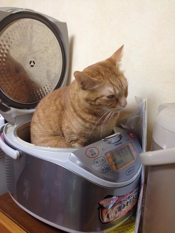 shockcat_bot's tweet photo. ボクを炊いても美味しくないよ～ #neko #cat #猫 #ねこ #ネコ https://t.co/ybemcWsLsB