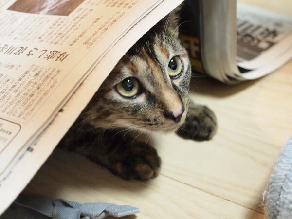 shockcat_bot's tweet photo. 新聞より気になる #neko #cat #猫 #ねこ #ネコ https://t.co/nmSHPTjXfy