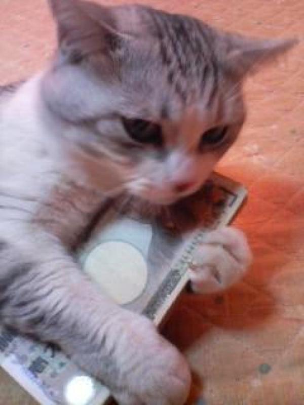 shockcat_bot's tweet photo. 大事そうに持ってるが、使い方わかんねーだろ（笑） #neko #cat #猫 #ねこ #ネコ https://t.co/V1Z0L18wfn