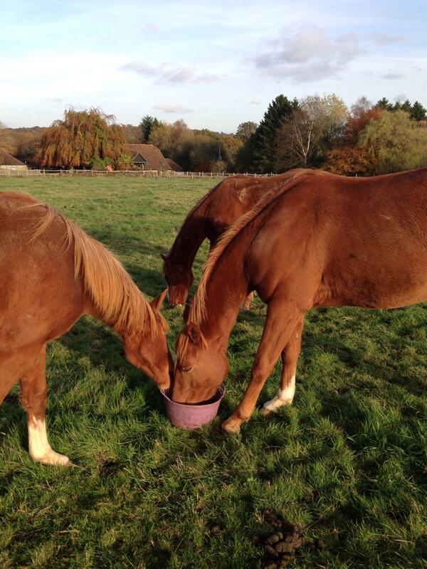 Hungry ginger babies! #spoiltponies #sunshineatlast