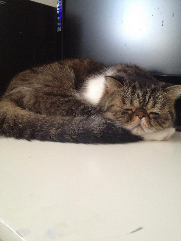 Grumpycatyoda's tweet image. Sleepy yoda #stillgrumpy #dreamingofgrumpy