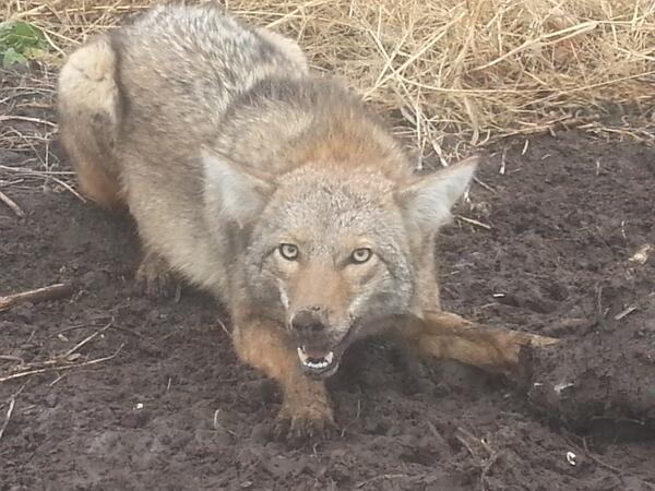 Lineman308's tweet image. "END OF THE LINE" that is as good as any trophy buck to me...walk thru dirt hole, #predatortrapping #sconiedog