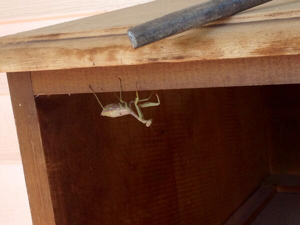 It's like an insect dinosaur