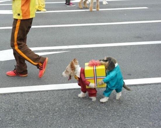 WolfpackAlan's tweet image. If you've seen a better picture of a dog dressed as two dogs carrying a present today, I don’t believe you.