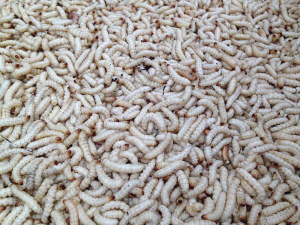 WheresAndrew's tweet photo. In case you're hungry, a plate of teeming live maggots (grubs) for sale. I only wish I had a recipe. #Laos #food http://t.co/cAcw0nRVzK