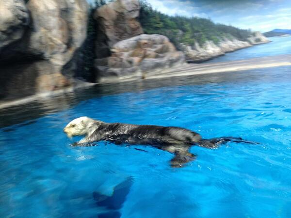 キラ 聖櫻生徒 うっ タマラッコさんだ Tlが水族館 Http T Co Hn6w4kvjys