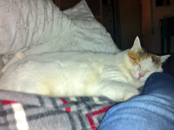 #SleepingBeauty #SleepyHollow #SlowDown #halloween2013 #HappyHalloween #McDonalds #cats #goodnight #happycat 🎃🎈🐱