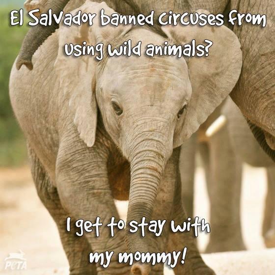 TeamNoCaptivity's tweet image. ←@mstoysav