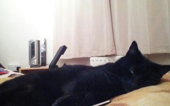 My cat