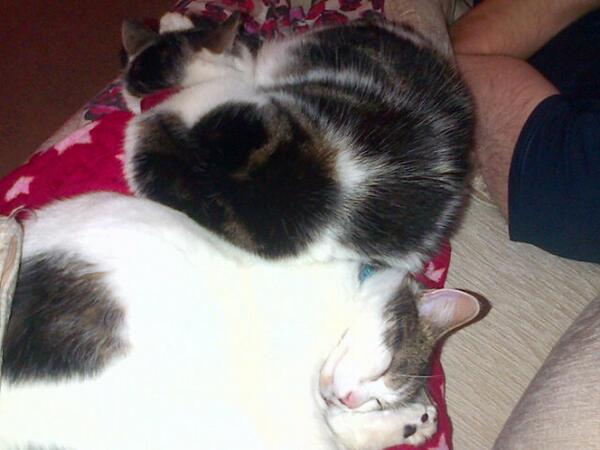 PriceCookie27's tweet photo. All nice and cosy#aaaawwww http://t.co/0bsfgdEOnt