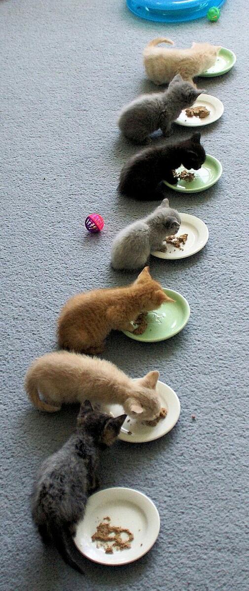 francescgoleo's tweet photo. hora de comer / meal time #Cat #Pet #Mascota #Gato http://t.co/IMvbm24raY